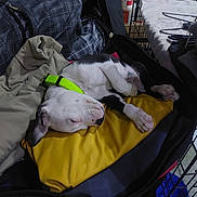 Shadow is registered to the contest to win money with this photo: puppy, dog, sleeping, collar, suitcase, blanket, clothing, indoor, paw, resting, pet, canine, fur, black_and_white, bedroom, crate, fabric, zipper, relaxation, cozy