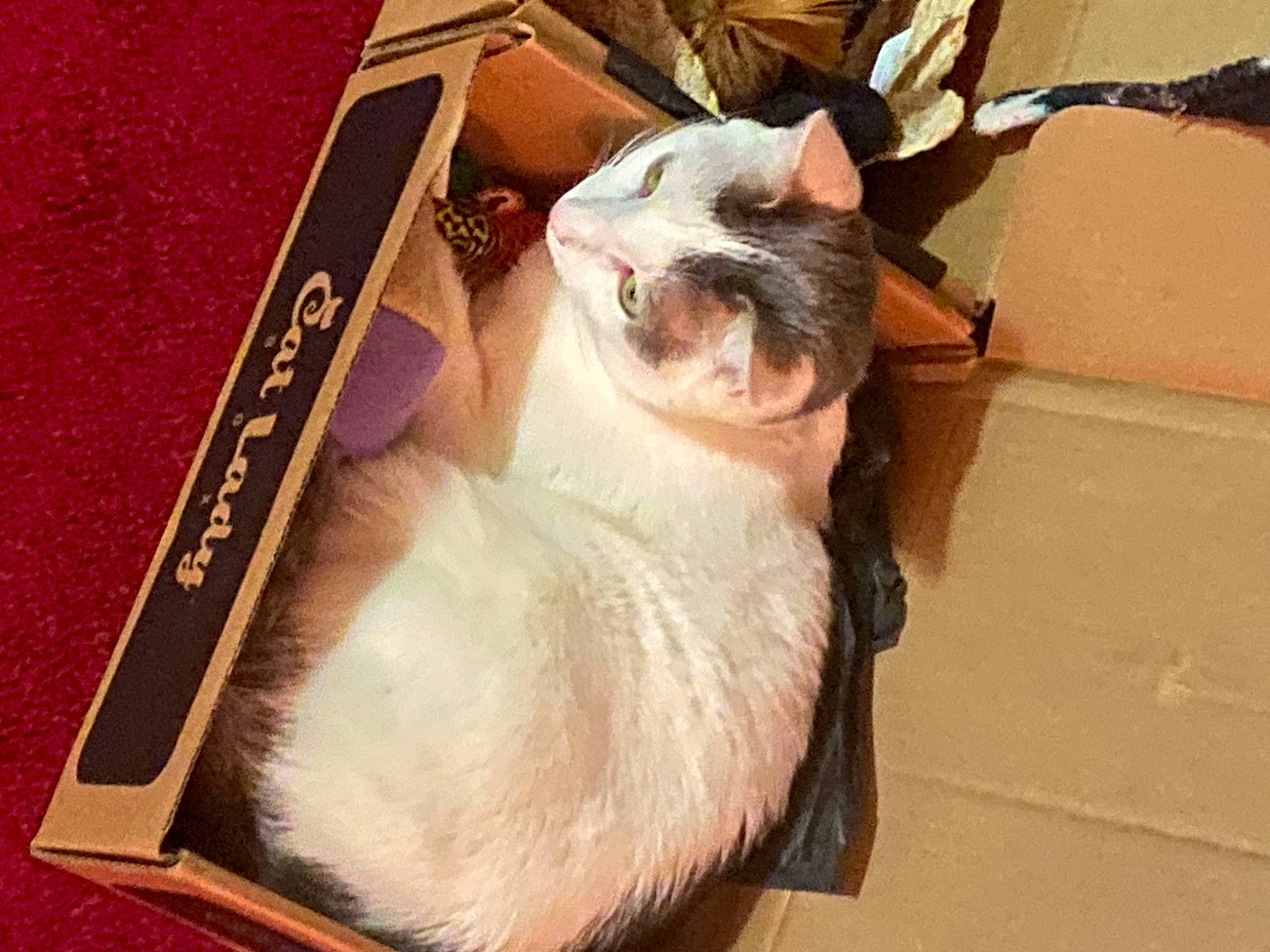 Pistol joined the competition — help win amazing prizes! balinese, book, carnivore, cat, collar, companion_dog, dog_breed, domestic_short_haired_cat, fawn, felidae, fur, paw, publication, rectangle, small_to_medium_sized_cats, snout, tail, thai, tonkinese, whiskers