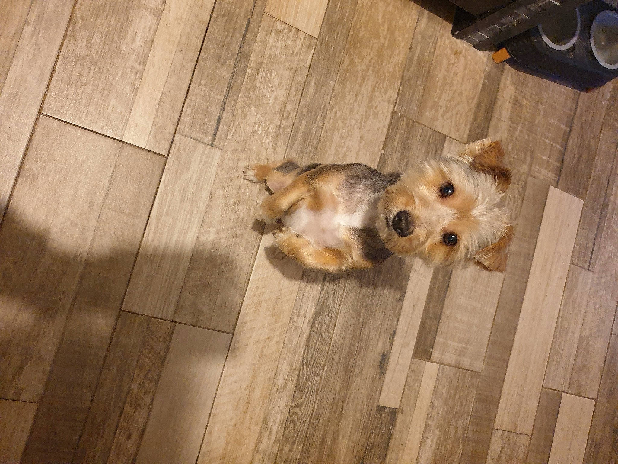 Cocaïne participe au concours pour gagner de l'argent avec cette photo : carnivore, companion_dog, dog, dog_breed, dog_supply, floor, flooring, hardwood, laminate_flooring, plank, pomeranian, spitz, tail, terrier, toy_dog, whiskers, wood, wood_flooring, wood_stain, working_animal