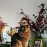 cat, fluffy_cat, long_hair, pet, animal, portrait, sitting, indoors, home_decor, flowers, dried_flowers, flower_vase, plants, green_vase, framed_photo, furniture, cozy, dramatic_lighting, heterochromia, front_facing