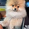 Leo is registered to the contest to win money with this photo: animal, being_held, car, close_up, cute, dog, eyes, face, fluffy, interior, nose, pet, photograph, pomeranian, portrait, puppy, small_dog, tan_fur, vehicle, white_fur