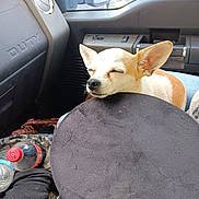 Cornbread is registered to the contest to win money with this photo: dog, small_dog, resting, inside_vehicle, black_object, bottle, fabric, window, dashboard, door, ear, snout, closed_eyes, relaxed, pet, companion, seat, transport, calm, domestic_animal