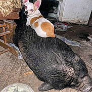 Cornbread is registered to the contest to win money with this photo: animal, black, brown_and_white, chair, curtains, dog, domestic_animal, ears, floor, friendship, indoor, messy, pet, pig, resting, rustic, sitting, snout, window, wooden_floor