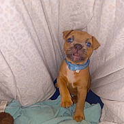 Ozzy Abbott is registered to the contest to win money with this photo: puppy, dog, blue_collar, blanket, soft_toy, brown, curious, indoor, pet, animal, young, cute, playful, fabric, patterned, small, fur, sitting, paw, collar