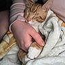 Leo is registered to the contest to win money with this photo: arm, blanket, cat, close_up, comfort, cozy, cuddle, fur, ginger_cat, hand, human, indoor, nap, pet, pink_sleeve, resting, sleeping, soft_texture, warmth, white_paw