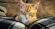Leo joined the competition — help win amazing prizes! animal, cat, couch, cozy, cute, domestic, ears, feline, fur, indoor, kitten, orange_tabby, pet, plaid_blanket, relaxing, resting, sleeping, soft, warm, whiskers