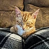 animal, cat, couch, cozy, cute, domestic, ears, feline, fur, indoor, kitten, orange_tabby, pet, plaid_blanket, relaxing, resting, sleeping, soft, warm, whiskers