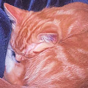 Leo joined the competition — help win amazing prizes! animal, blanket, cat, cozy, curled_up, cute, domestic_animal, ears, feline, fur, indoor, mammal, nap, orange_tabby, pet, relaxed, resting, sleeping, soft_texture, whiskers