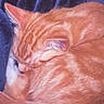 animal, blanket, cat, cozy, curled_up, cute, domestic_animal, ears, feline, fur, indoor, mammal, nap, orange_tabby, pet, relaxed, resting, sleeping, soft_texture, whiskers