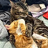 Leo joined the competition — help win amazing prizes! animal, blanket, cat, close_up, clothing, companionship, cozy, cute, domestic_cat, feline, fur, ginger_cat, indoor, paw, pets, resting, sleepy, snuggling, tabby_cat, whiskers