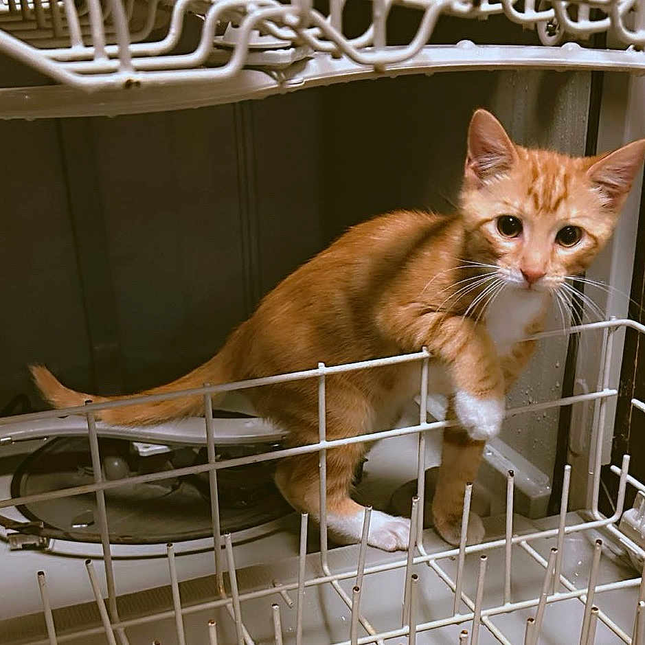 Leo joined the competition — help win amazing prizes! animal, appliance, cat, curious, cute, dishwasher, domestic, exploring, feline, fur, household, indoor, kitten, metal_rack, orange_cat, pet, playful, whiskers, white_paws, young_cat