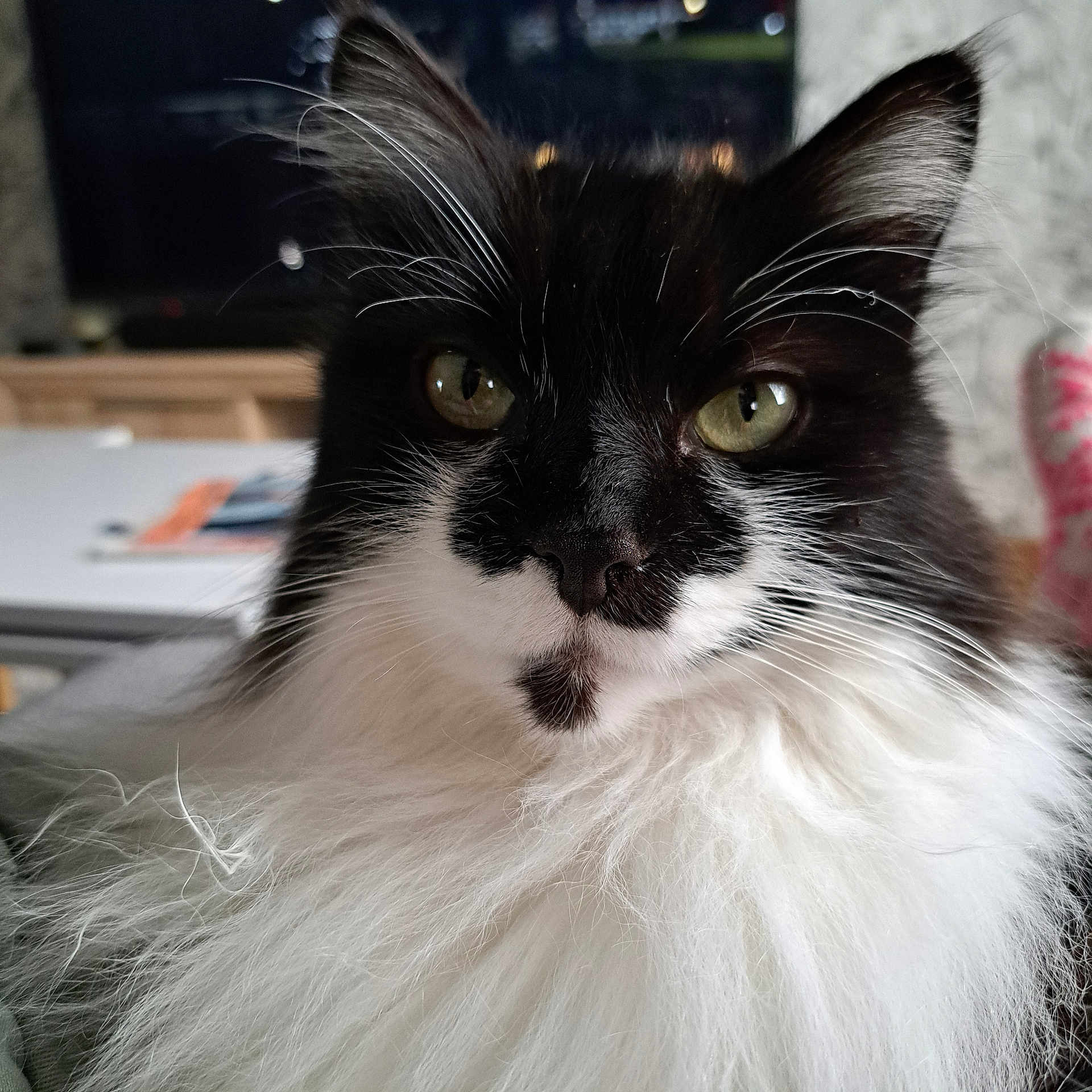 Câline a rejoint le concours — aidez-le/la à gagner de superbes lots ! cat, close_up, fluffy, black_and_white, green_eyes, whiskers, indoor, pet, feline, fur, portrait, domestic_animal, animal_face, cute, mammal, looking_at_camera, soft_texture, relaxed, cozy, house