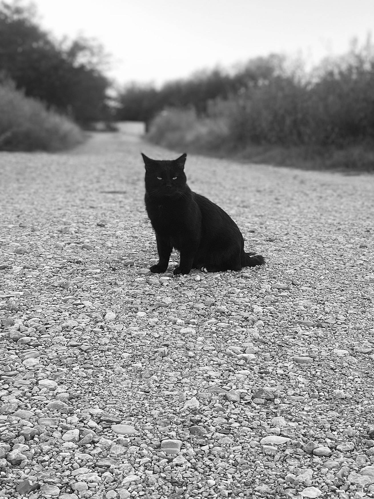 Midnight is registered to the contest to win money with this photo: asphalt, black, black_and_white, carnivore, cat, felidae, grass, grey, landscape, monochrome, monochrome_photography, plant, road_surface, sky, small_to_medium_sized_cats, style, sunlight, tints_and_shades, tree, whiskers