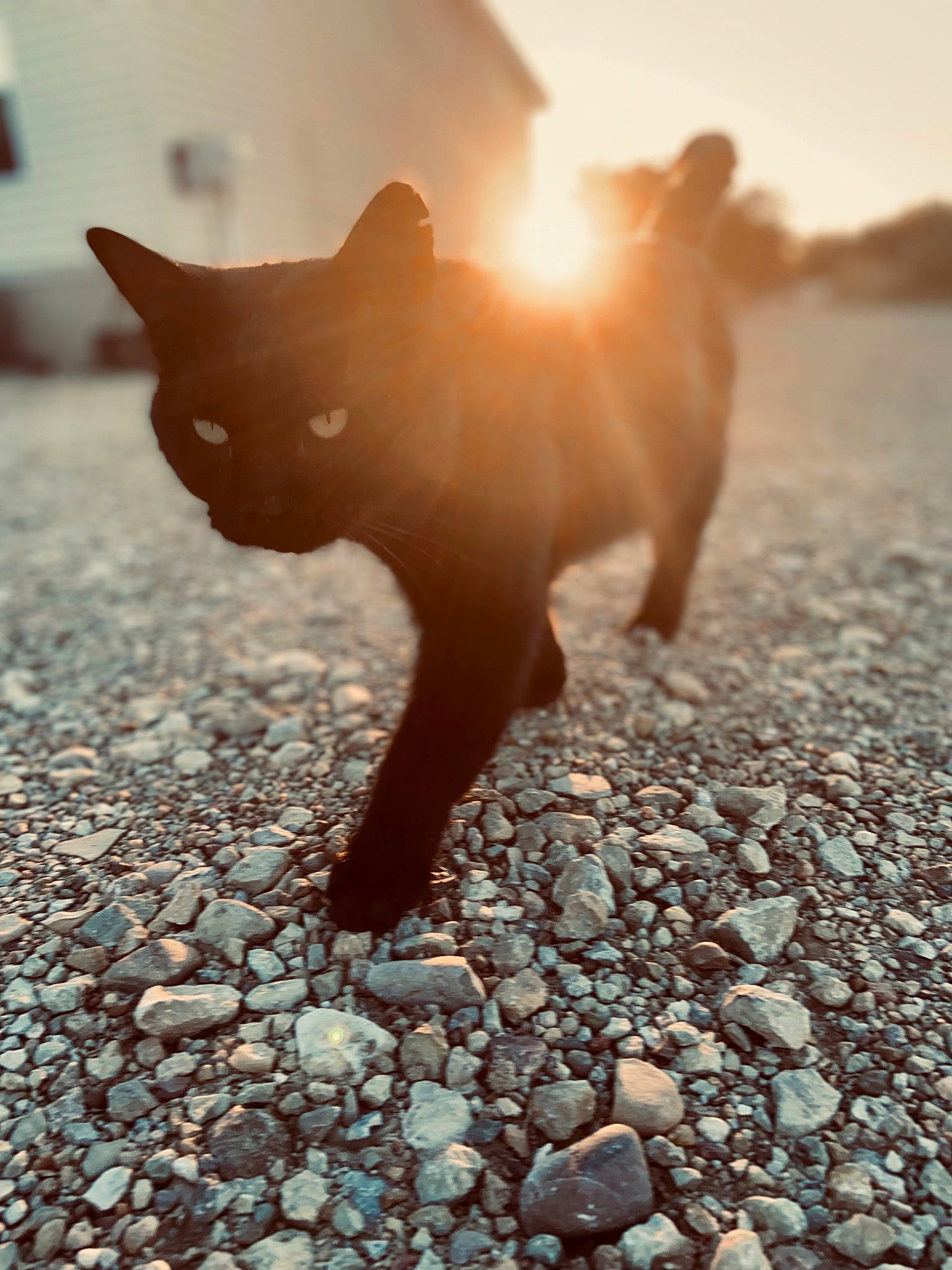 Midnight joined the competition — help win amazing prizes! asphalt, carnivore, companion_dog, dog, dog_breed, fawn, felidae, grass, lighting, plant, road_surface, sky, small_to_medium_sized_cats, snout, sunlight, tail, tints_and_shades, tree, vertebrate, whiskers
