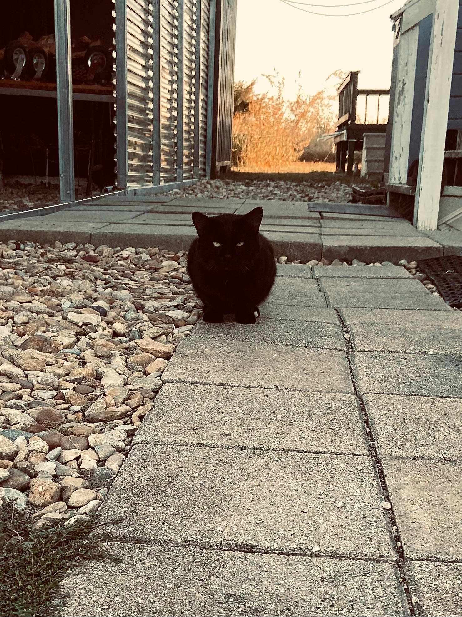Midnight is registered to the contest to win money with this photo: asphalt, brick, building, carnivore, cat, felidae, floor, flooring, grass, grey, morning, plant, road_surface, sidewalk, small_to_medium_sized_cats, sunlight, tints_and_shades, tree, wall, wood