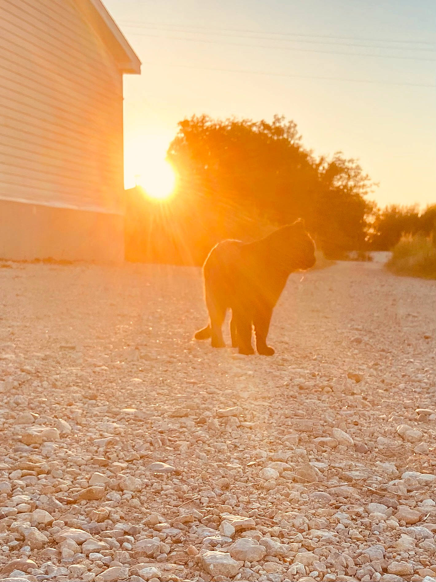 Midnight joined the competition — help win amazing prizes! atmosphere, atmospheric_phenomenon, calm, carnivore, companion_dog, fawn, grass, heat, horizon, landscape, orange, people_in_nature, plain, plant, sky, sunset, tints_and_shades, tree, wood, working_animal