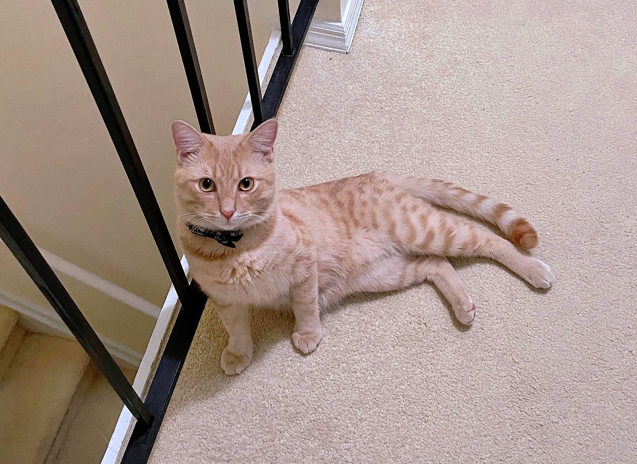 Cam is registered to the contest to win money with this photo: carnivore, cat, claw, domestic_short_haired_cat, eye, fawn, felidae, flooring, fur, paw, pet_supply, sitting, small_to_medium_sized_cats, snout, tail, terrestrial_animal, tire, whiskers, wood