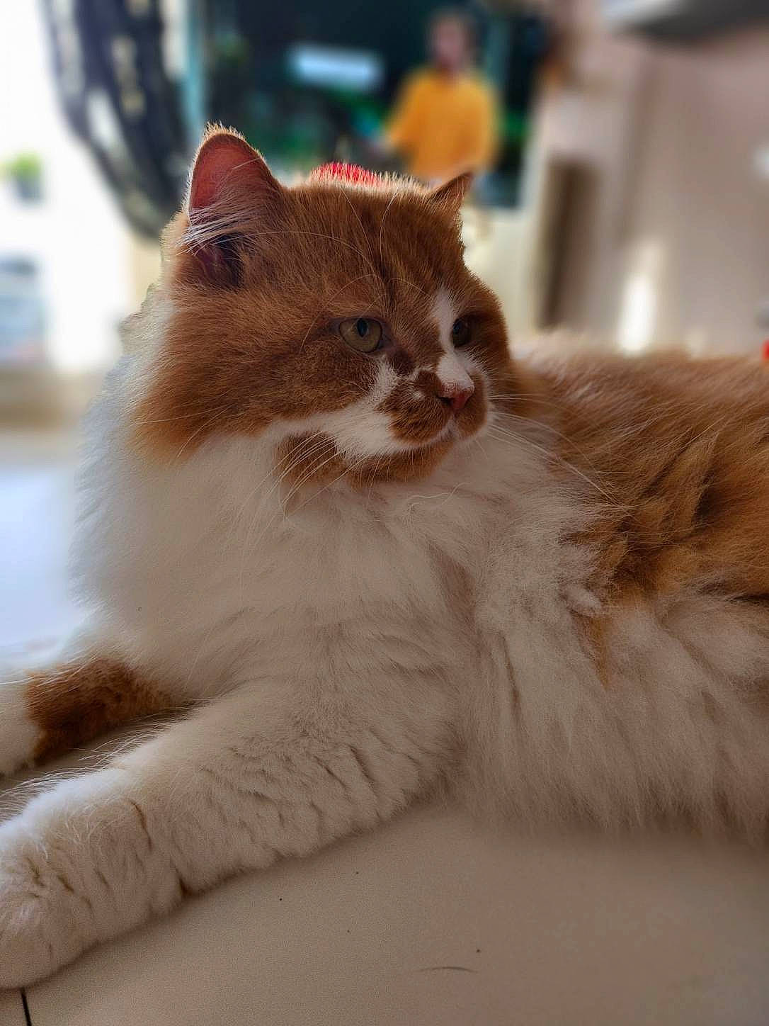 Mitsou a rejoint le concours — aidez-le/la à gagner de superbes lots ! carnivore, cat, claw, domestic_short_haired_cat, fawn, felidae, flooring, fur, human_leg, paw, sitting, small_to_medium_sized_cats, snout, tail, terrestrial_animal, tree, whiskers, window, wood