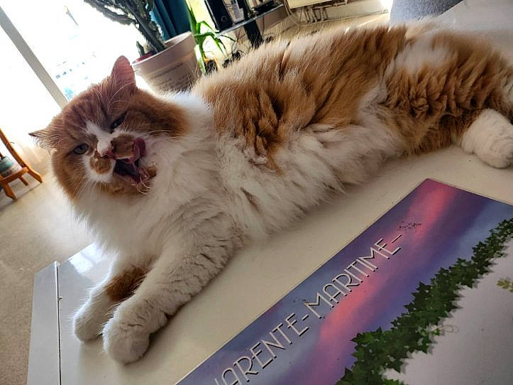 Mitsou a rejoint le concours — aidez-le/la à gagner de superbes lots ! carnivore, cat, claw, comfort, companion_dog, fawn, felidae, flooring, fur, hardwood, nap, paw, plant, small_to_medium_sized_cats, snout, tail, whiskers, wood