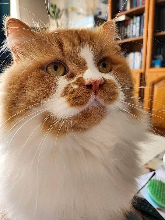 Mitsou a rejoint le concours — aidez-le/la à gagner de superbes lots ! bookcase, carnivore, cat, domestic_short_haired_cat, eye, fawn, felidae, fur, iris, shelf, small_to_medium_sized_cats, snout, terrestrial_animal, whiskers, wood