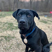 Shadow is registered to the contest to win money with this photo: dog, black_dog, collar, pet, animal, outdoor, grass, nature, sitting, portrait, canine, mammal, forest, background, fur, ears, tag, watchful, companion, domestic
