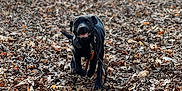 Shadow joined the competition — help win amazing prizes! dog, black_dog, leaves, forest, path, outdoor, autumn, fall, nature, canine, pet, running, happy, walking, person, blurred_background, daylight, trees, woods, leash