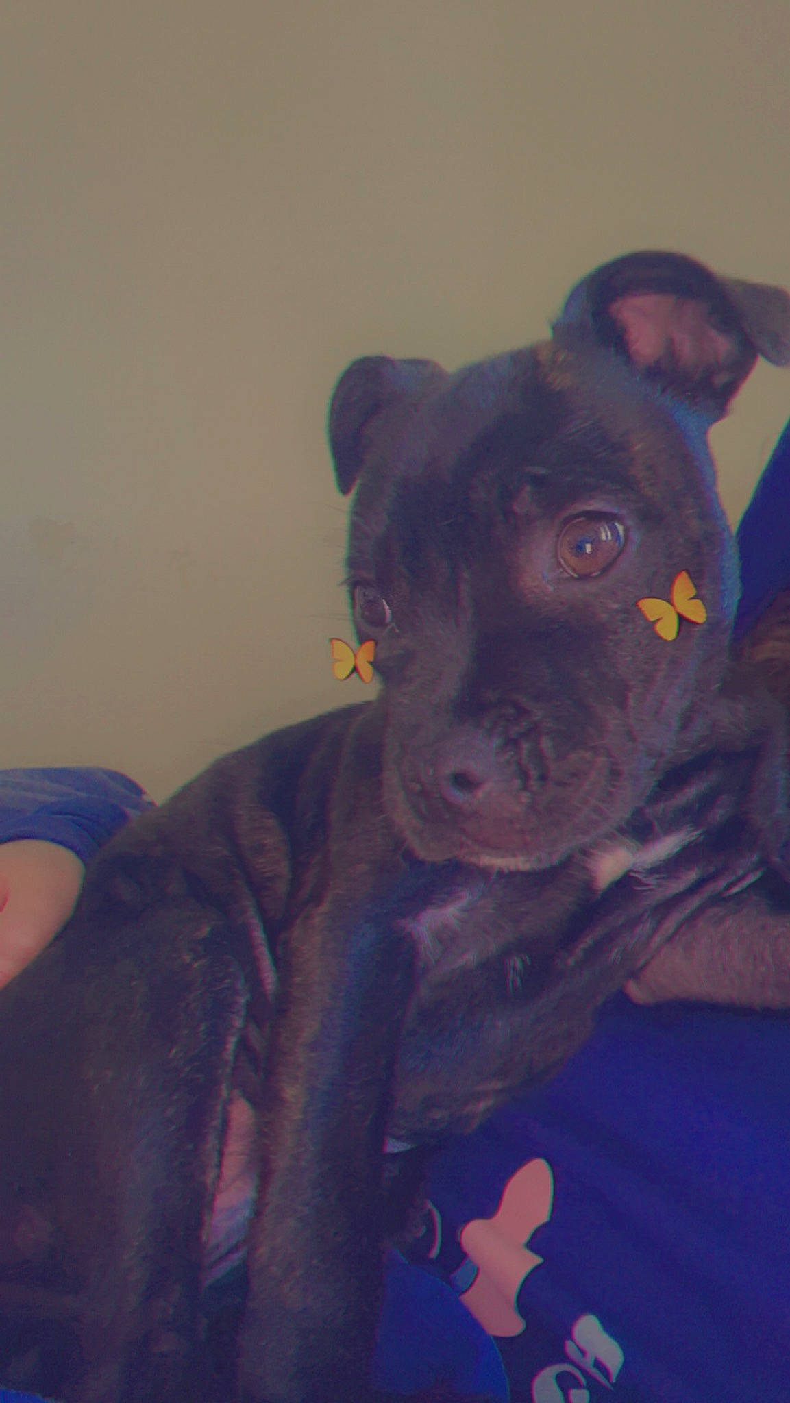 Hope joined the competition — help win amazing prizes! art, blue, canidae, carnivore, companion_dog, dog, dog_breed, electric_blue, fawn, fur, magenta, sleeve, snout, sporting_group, t_shirt, terrestrial_animal, toy, visual_arts, whiskers, working_animal