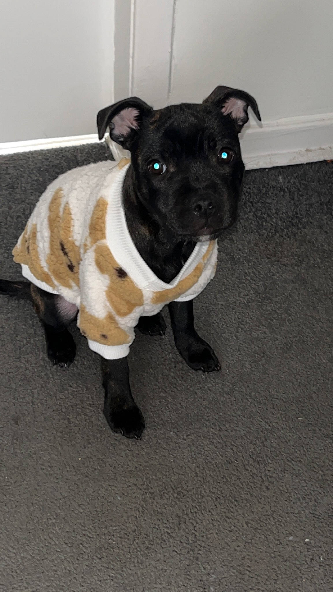 Hope joined the competition — help win amazing prizes! canidae, carnivore, companion_dog, dog, dog_breed, fawn, fur, molosser, non_sporting_group, pet_supply, snout, sporting_group, tail, terrestrial_animal, toy_dog, working_animal, working_dog