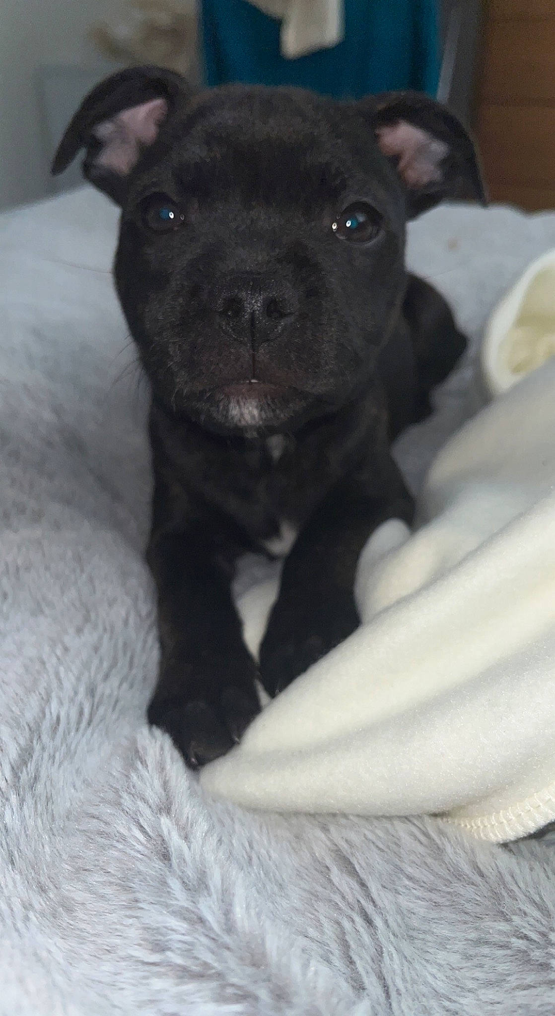 Hope is registered to the contest to win money with this photo: borador, bulldog, canidae, carnivore, comfort, companion_dog, dog, dog_breed, fawn, fur, non_sporting_group, sporting_group, terrestrial_animal, toy_dog, whiskers, working_animal