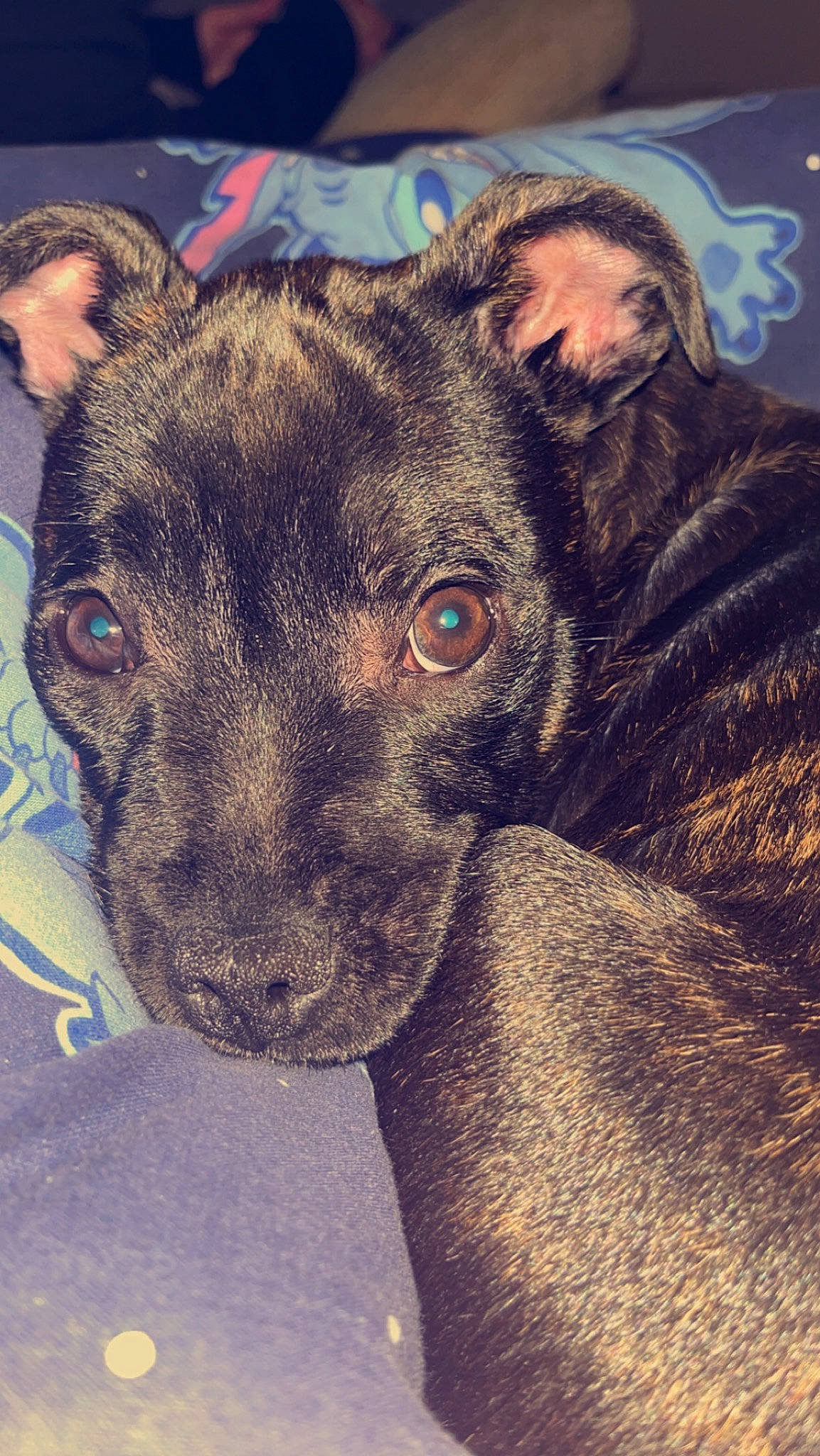 Hope joined the competition — help win amazing prizes! art, canidae, carnivore, collar, companion_dog, dog, dog_breed, ear, eye, fawn, fur, non_sporting_group, snout, sporting_group, terrestrial_animal, toy_dog, whiskers, working_animal