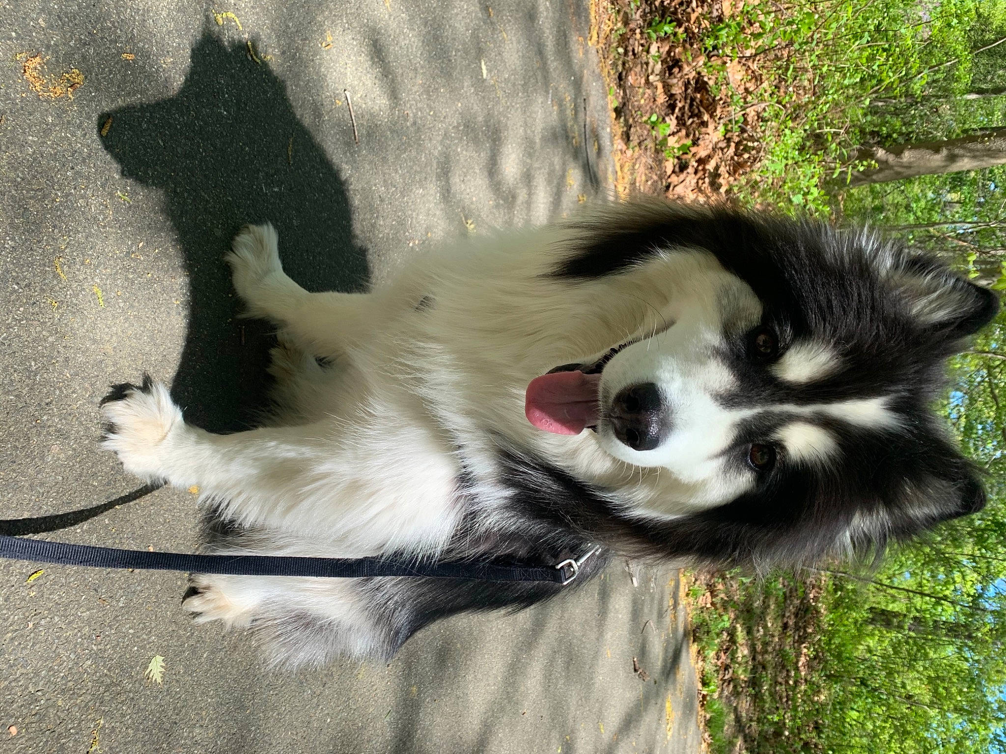 Cyrus joined the competition — help win amazing prizes! canidae, carnivore, companion_dog, dog, dog_breed, fur, grass, non_sporting_group, opossum, plant, shadow, sled_dog, sporting_group, tail, terrestrial_animal, tree, wildlife, working_animal, working_dog