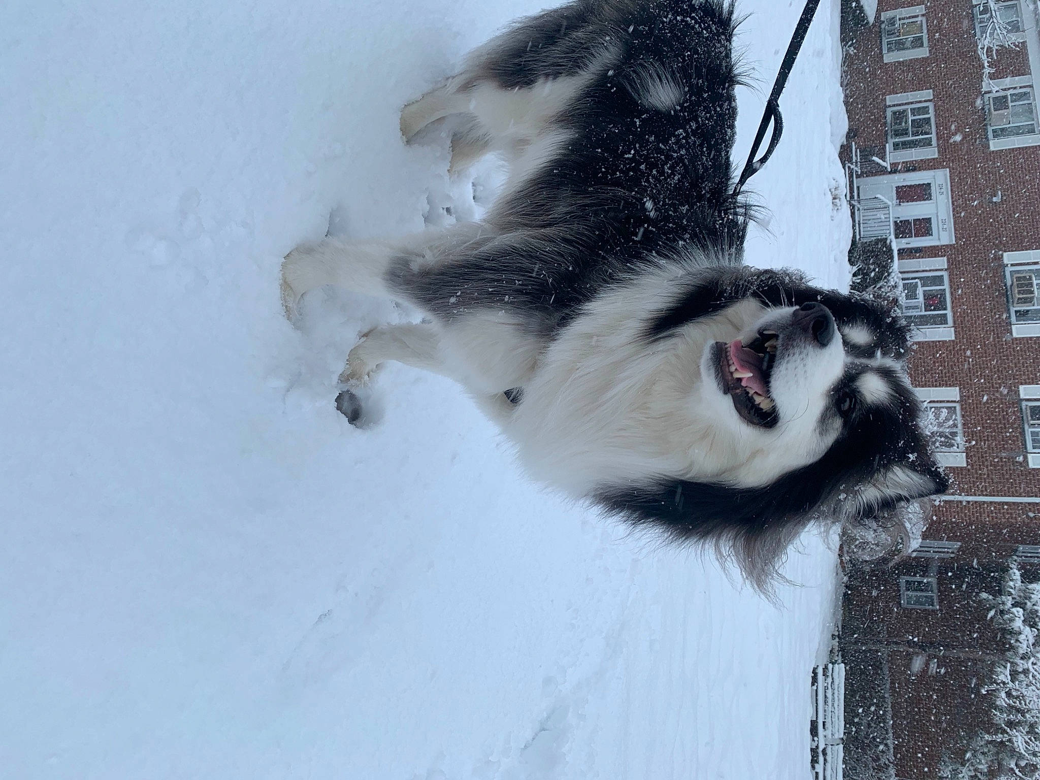 Cyrus joined the competition — help win amazing prizes! building, canidae, carnivore, collar, companion_dog, dog, dog_breed, dog_collar, freezing, fur, herding_dog, siberian_husky, sled_dog, slope, snow, sporting_group, tail, whiskers, window, winter