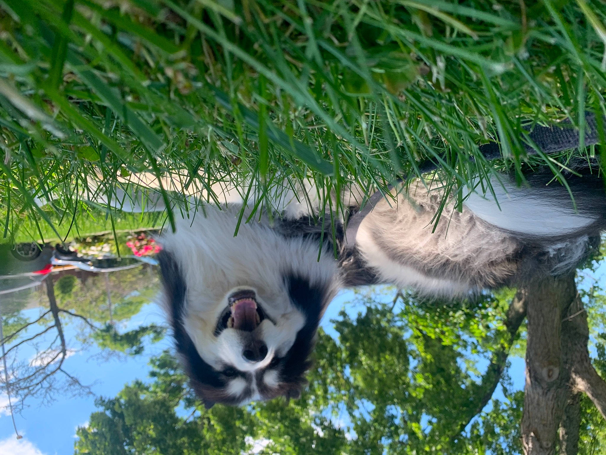 Cyrus is registered to the contest to win money with this photo: beak, branch, canidae, carnivore, common_opossum, dog_breed, grass, marsupial, opossum, plant, primate, snout, sporting_group, tail, terrestrial_animal, tree, trunk, twig, virginia_opossum, water