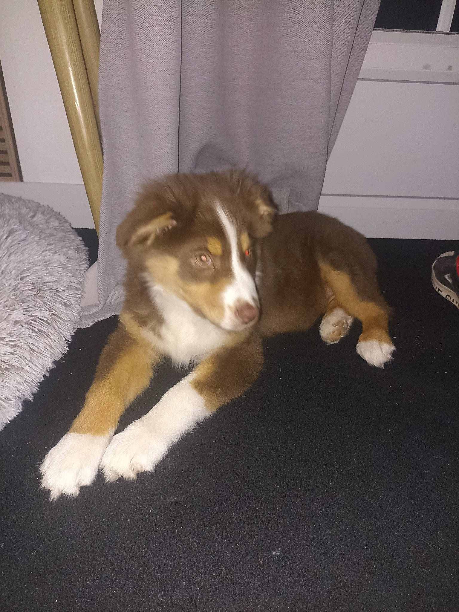 Taïla participe au concours pour gagner de l'argent avec cette photo : australian_shepherd, bored, canidae, carnivore, companion_dog, dog, dog_breed, flooring, fur, hardwood, herding_dog, puppy, snout, sporting_group, tail, terrestrial_animal, wood, working_animal, working_dog