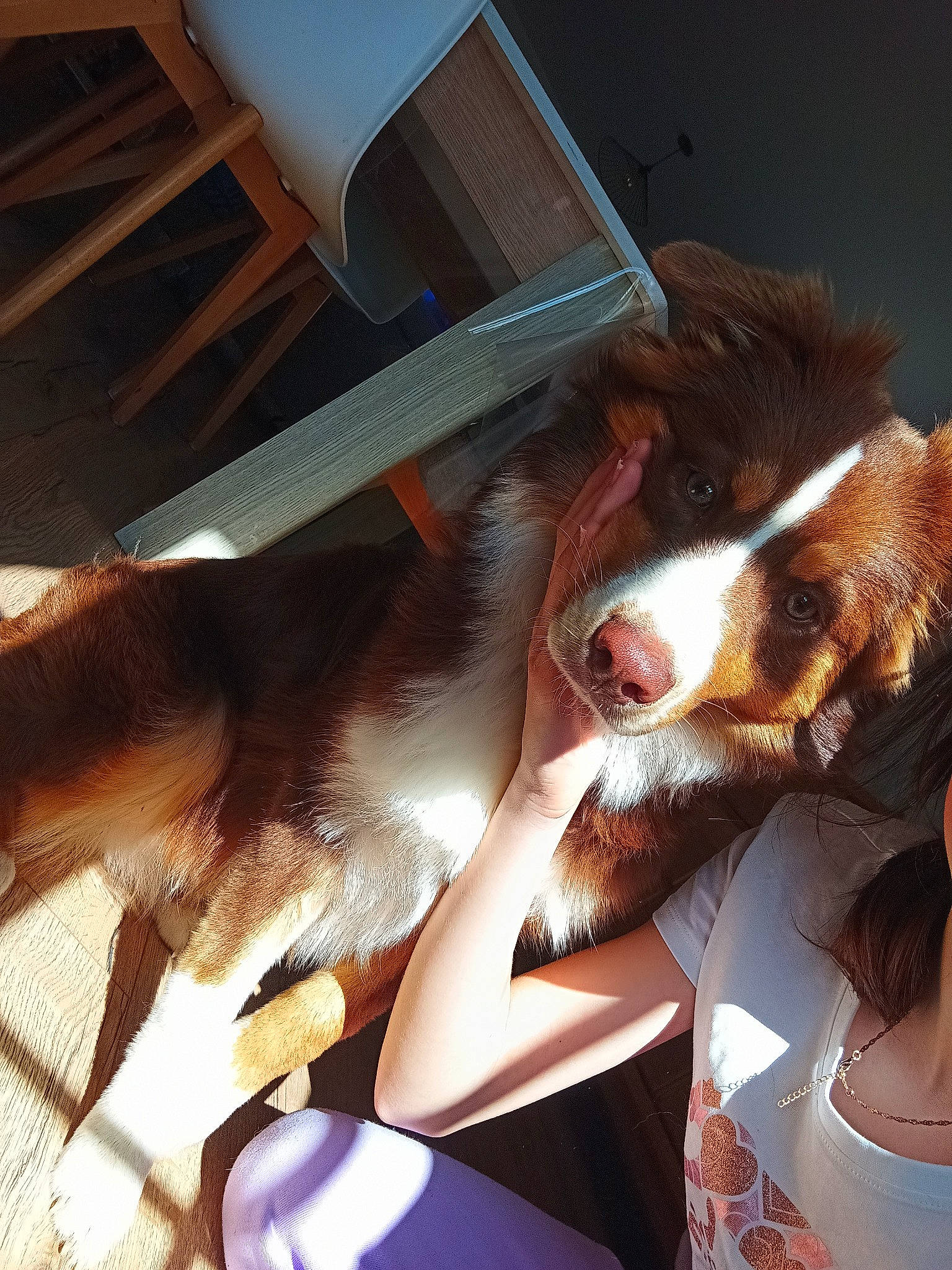 Taïla a rejoint le concours — aidez-le/la à gagner de superbes lots ! canidae, carnivore, chair, companion_dog, dog, dog_breed, eyewear, fawn, felidae, flesh, fur, human_leg, jaw, red_hair, selfie, small_to_medium_sized_cats, sporting_group, thigh, vision_care, whiskers