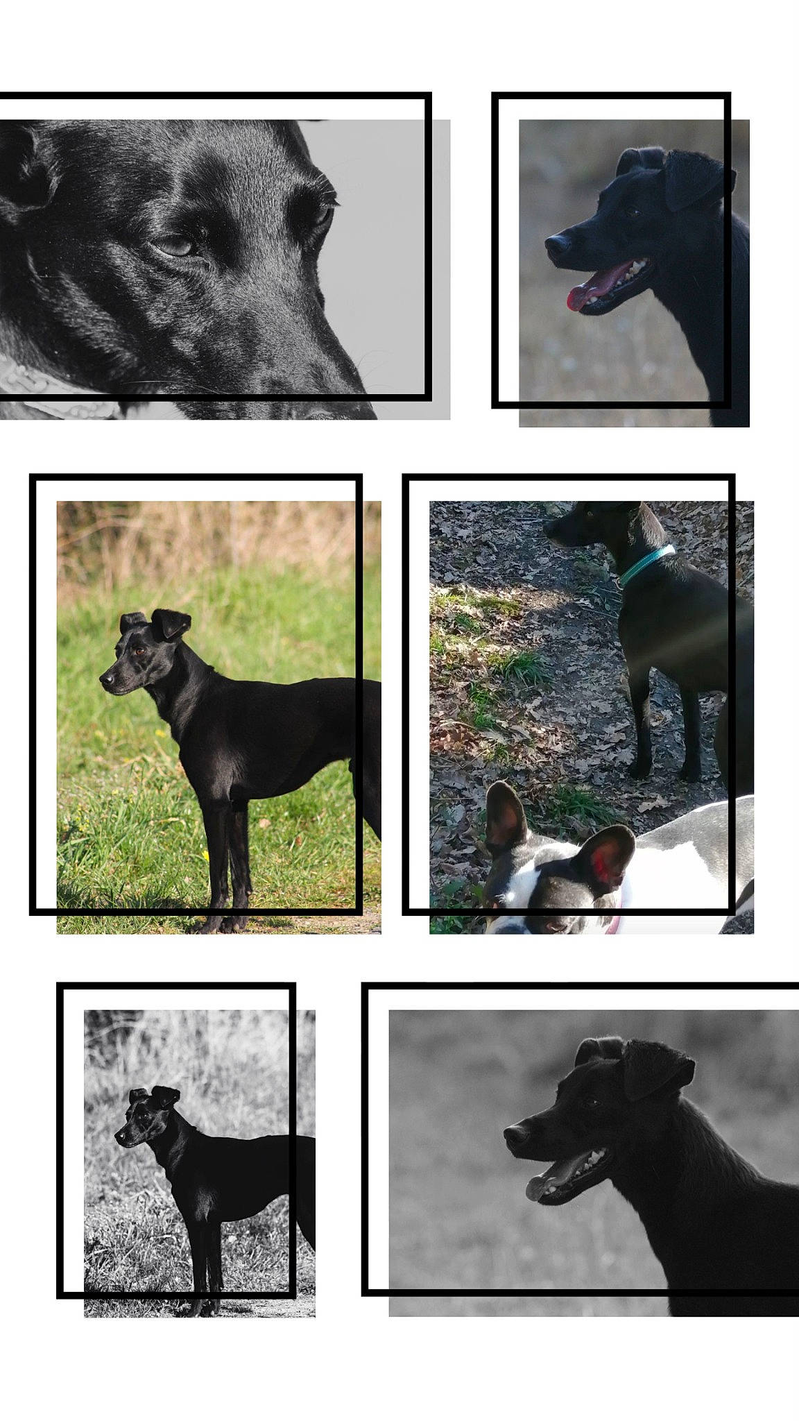 Marley participe au concours pour gagner de l'argent avec cette photo : black, canidae, carnivore, companion_dog, dog, dog_breed, dog_supply, green, jaw, light, mammal, pet_supply, photograph, rectangle, snapshot, snout, sporting_group, vertebrate, white, working_animal