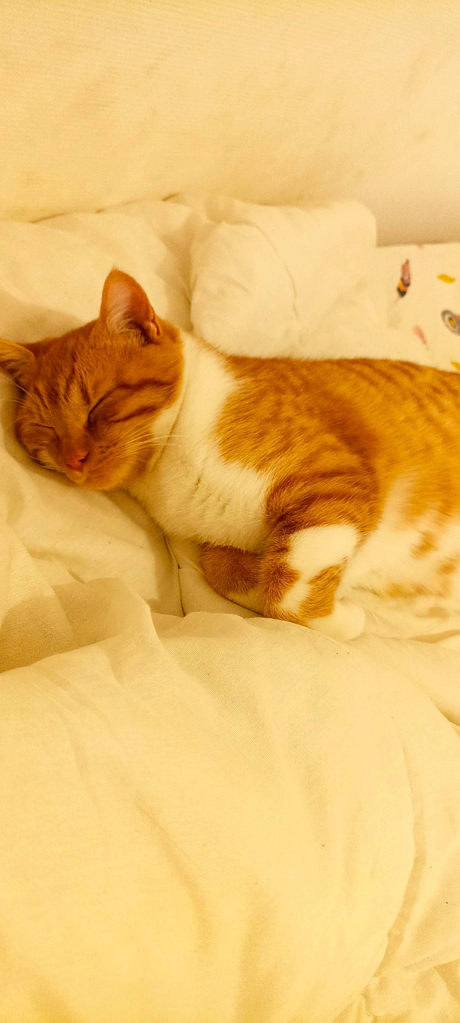 Winnie participe au concours pour gagner de l'argent avec cette photo : bedding, carnivore, cat, claw, comfort, domestic_short_haired_cat, fawn, felidae, fur, linens, nap, paw, room, sleep, small_to_medium_sized_cats, snout, tail, velvet, whiskers, wood