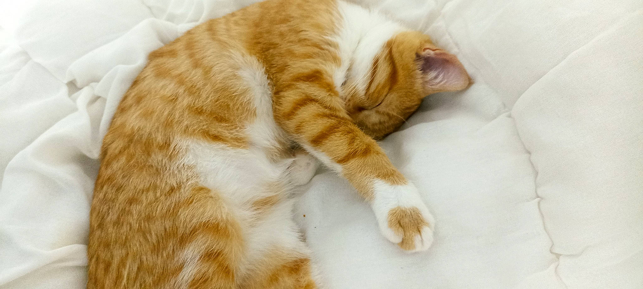 Winnie a rejoint le concours — aidez-le/la à gagner de superbes lots ! carnivore, cat, claw, comfort, domestic_short_haired_cat, fawn, felidae, flooring, foot, fur, nap, paw, sleep, small_to_medium_sized_cats, snout, tail, terrestrial_animal, whiskers, wood