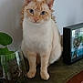 cat, cream_colored, blue_eyes, plant, glass_container, framed_photo, indoor, green_cloth, feline, sitting, curious, pet, domestic_animal, wooden_surface, decor, close_up, portrait, whiskers, ears, face
