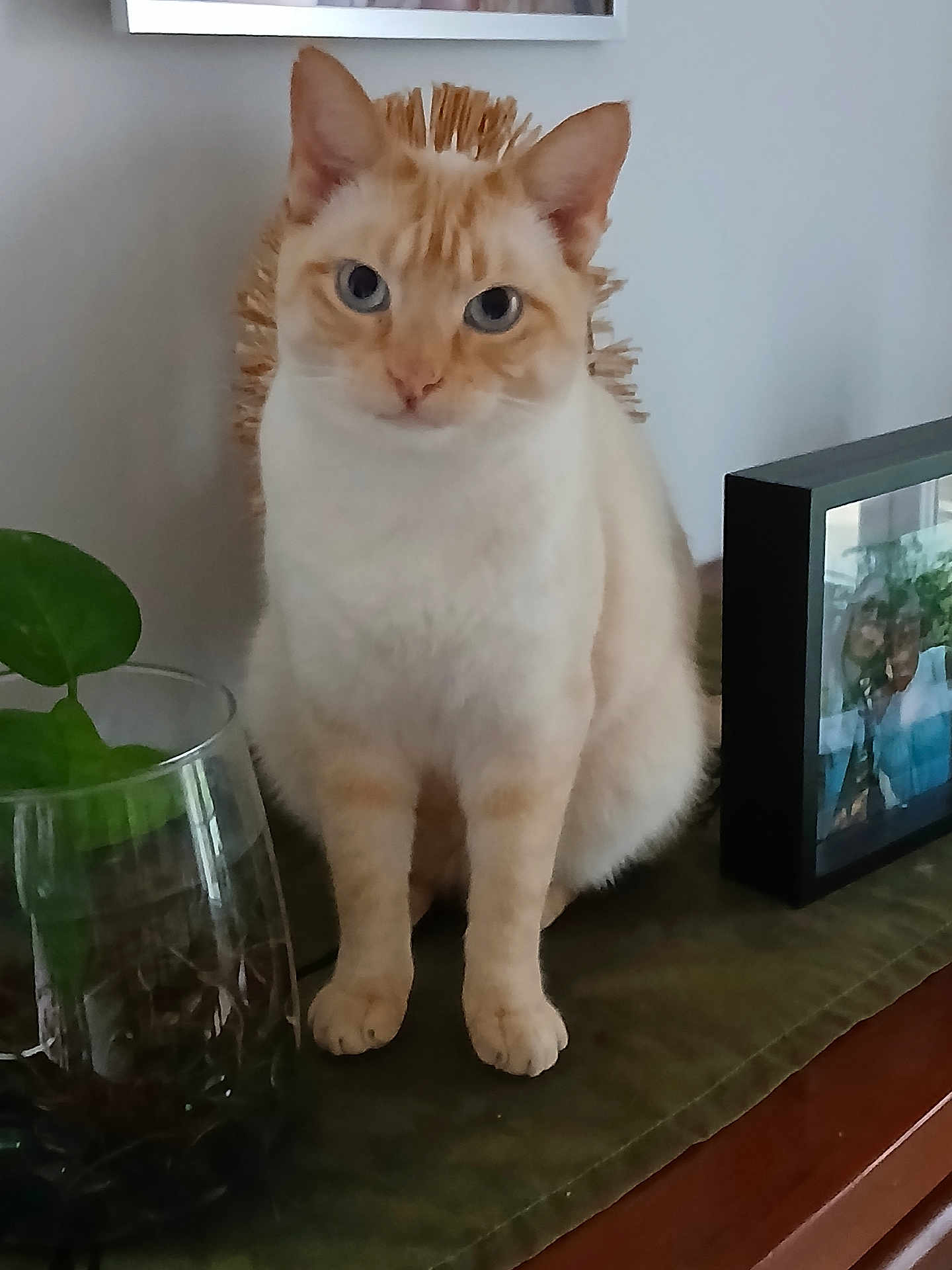 Sushi participe au concours pour gagner de l'argent avec cette photo : cat, cream_colored, blue_eyes, plant, glass_container, framed_photo, indoor, green_cloth, feline, sitting, curious, pet, domestic_animal, wooden_surface, decor, close_up, portrait, whiskers, ears, face