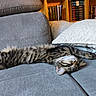 Luna a rejoint le concours — aidez-le/la à gagner de superbes lots ! cat, kitten, tabby, sleeping, stretched_out, couch, sofa, gray, furniture, pillow, cozy, indoor, relaxation, pet, animal, furry, resting, home, bookshelf, wood