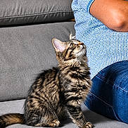 Luna a rejoint le concours — aidez-le/la à gagner de superbes lots ! cat, kitten, tabby, feline, pet, animal, indoor, couch, furniture, person, clothing, jeans, shirt, curious, sitting, fur, whiskers, ears, tail, domestic