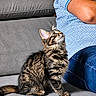 cat, kitten, tabby, feline, pet, animal, indoor, couch, furniture, person, clothing, jeans, shirt, curious, sitting, fur, whiskers, ears, tail, domestic