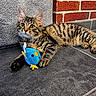 Luna a rejoint le concours — aidez-le/la à gagner de superbes lots ! kitten, tabby, cat, toy, plush_bird, floor, tile, cushion, indoor, pet, animal, fur, striped, whiskers, ears, playful, young, curious, claw, paw