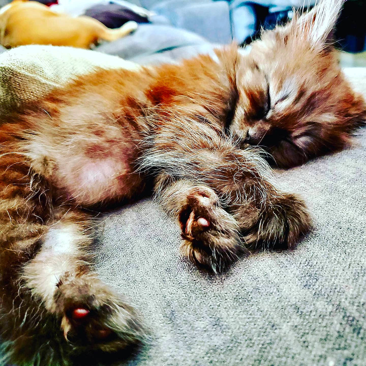 Princess Leia is registered to the contest to win money with this photo: brown, carnivore, cat, claw, close_up, comfort, domestic_short_haired_cat, fawn, felidae, fur, human_leg, liver, nap, paw, small_to_medium_sized_cats, sporting_group, tail, terrestrial_animal, whiskers, wildlife