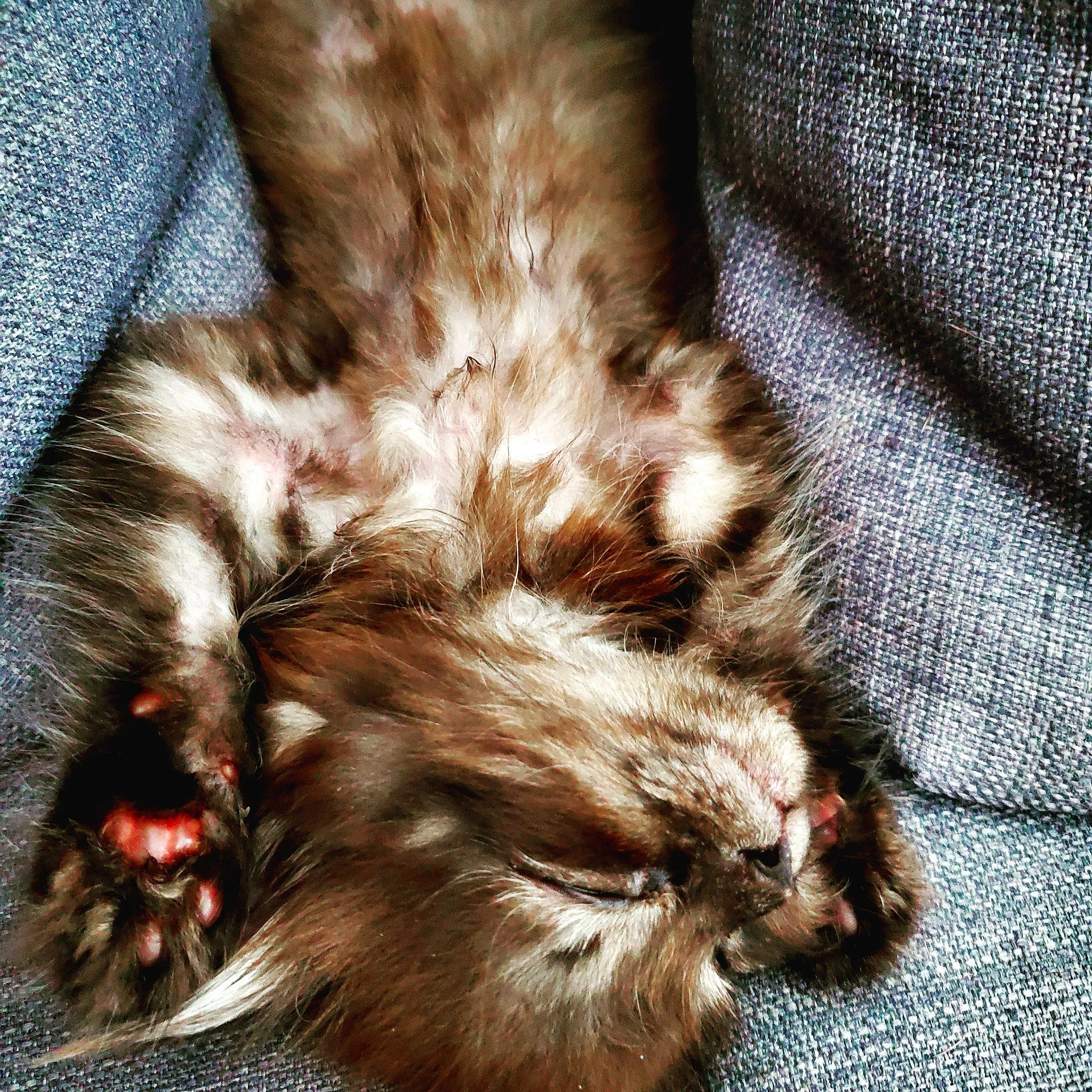 Princess Leia joined the competition — help win amazing prizes! canidae, carnivore, cat, claw, comfort, companion_dog, dog_breed, ear, eye, fawn, felidae, fur, liver, paw, small_to_medium_sized_cats, snout, sporting_group, tail, terrestrial_animal, whiskers