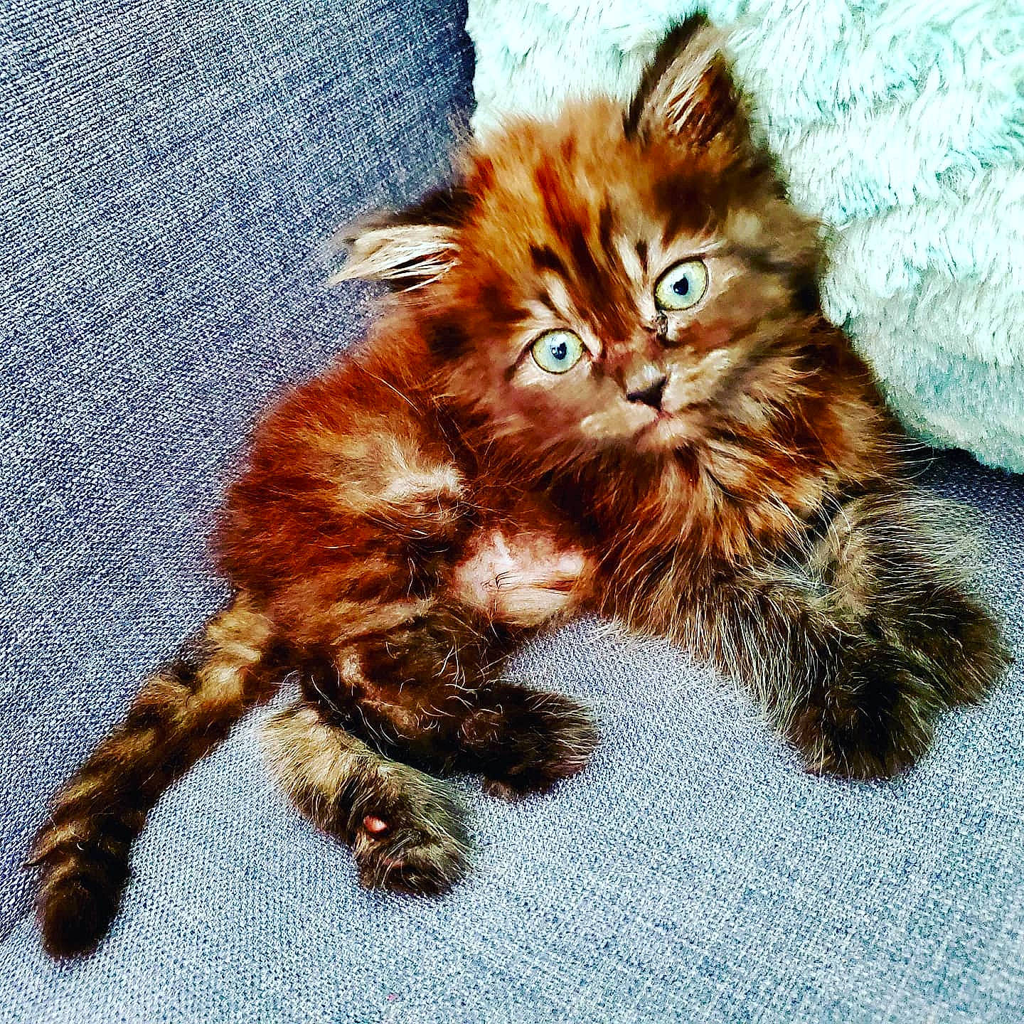 Princess Leia is registered to the contest to win money with this photo: british_longhair, carnivore, cat, cat_supply, claw, domestic_short_haired_cat, fawn, felidae, fur, liver, maine_coon, paw, small_to_medium_sized_cats, snout, tail, terrestrial_animal, whiskers