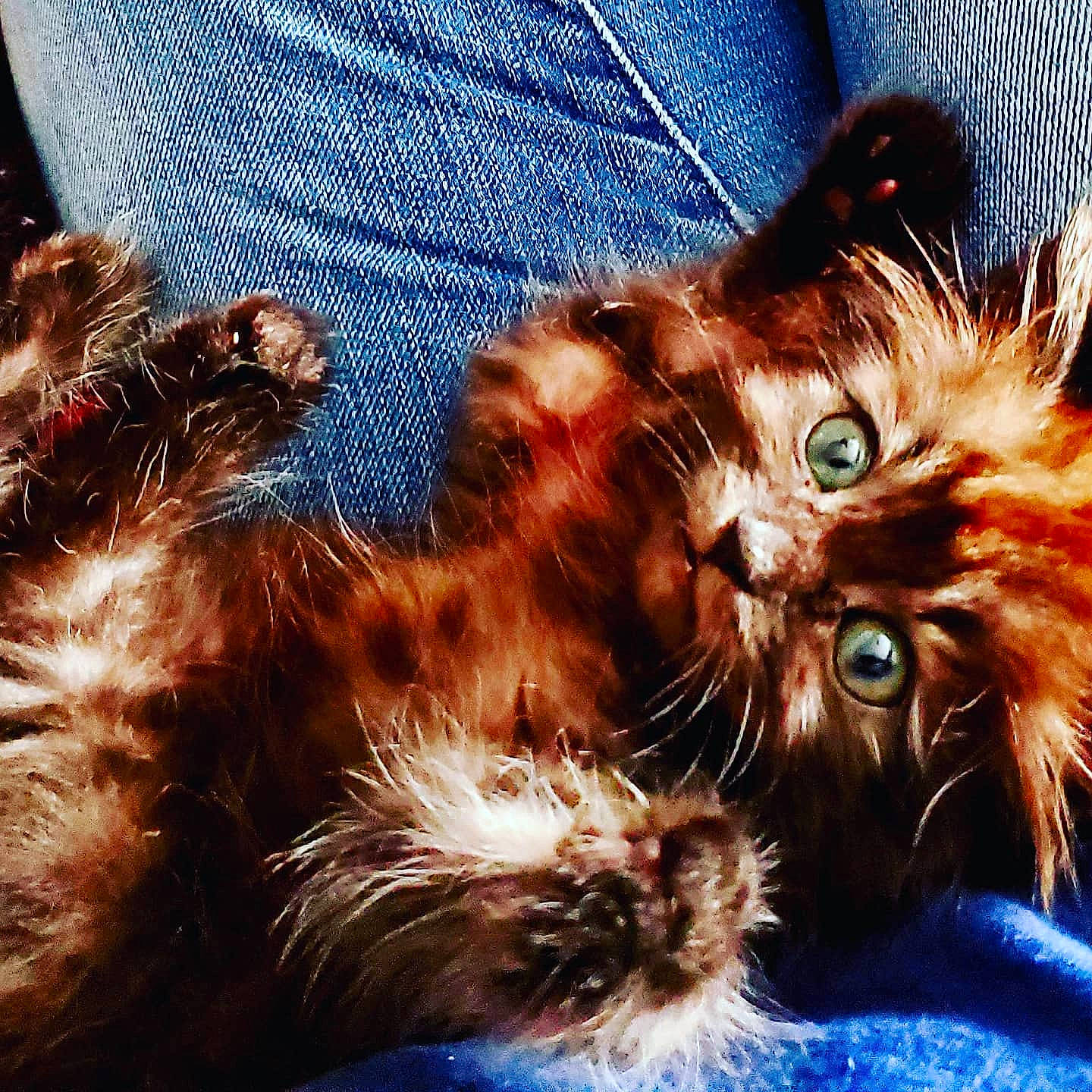 Princess Leia joined the competition — help win amazing prizes! blue, carnivore, cat, claw, close_up, electric_blue, event, fawn, felidae, fur, maine_coon, pattern, paw, sleeve, small_to_medium_sized_cats, snout, tail, terrestrial_animal, whiskers