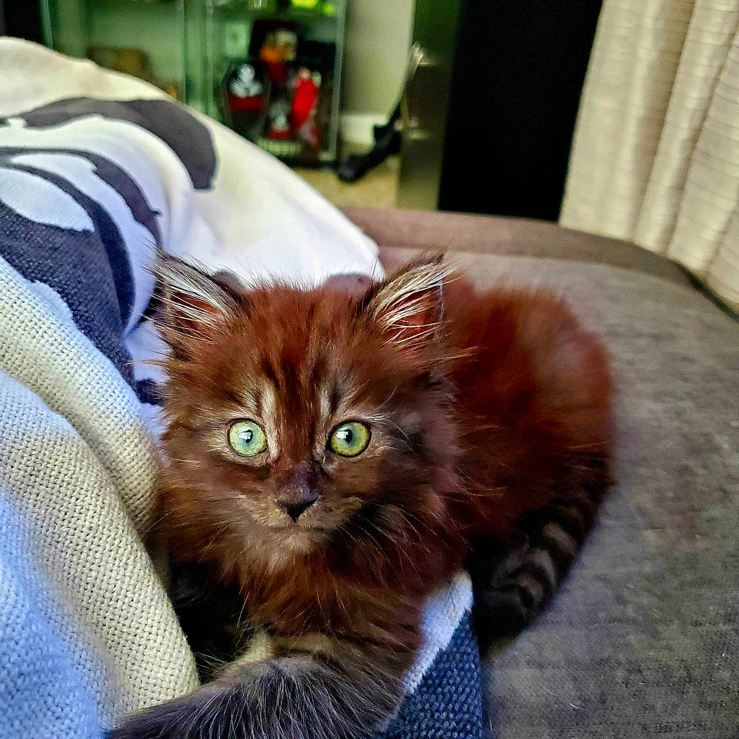 Princess Leia is registered to the contest to win money with this photo: carnivore, cat, cat_supply, chair, claw, comfort, curtain, domestic_short_haired_cat, fawn, felidae, fur, liver, sitting, small_to_medium_sized_cats, snout, tail, terrestrial_animal, whiskers, wood