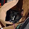Pipsqueak joined the competition — help win amazing prizes! cat, black_and_white, pet, animal, face, eyes, whiskers, ears, paper_bag, cardboard, box, pet_carrier, luggage, indoor, home, sitting, portrait, close_up, hiding, curious